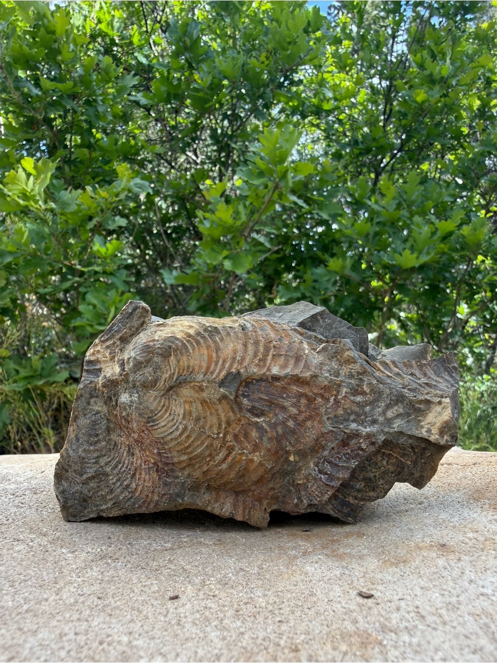 Fossilized Shell Rock Specimen in Earthy Brown Tones